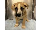 Adopt Snickers a Tan/Yellow/Fawn Pit Bull Terrier / German Shepherd Dog / Mixed