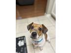 Adopt Milo a Tricolor (Tan/Brown & Black & White) Beagle / Jack Russell Terrier