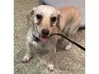 Adopt a Dachshund / Mixed dog in Pomona, CA (37596944)