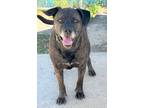 Adopt Stray 'Zuko' Hwy 41/G. Matrenelli Avail 03/23 a Brown/Chocolate Mixed