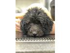 Adopt BUBBLES a Black Labradoodle / Mixed dog in Huntington Beach, CA (37596803)