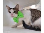 Adopt Patrick a Domestic Shorthair / Mixed cat in Topeka, KS (37596625)