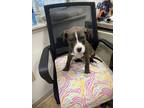 Adopt Frank a Brown/Chocolate American Pit Bull Terrier / Mixed dog in Niagara