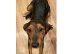 Adopt Ember a Brindle Australian Shepherd / German Shepherd Dog / Mixed dog in