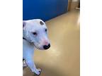 Toffee, Bull Terrier For Adoption In Waverly, New York