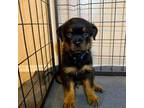 Rottweiler Puppy for sale in Unknown, , USA