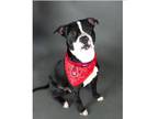 Adopt Jake a American Staffordshire Terrier