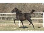 2020 Black Andalusian Colt