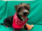 Adopt MITZI a Cairn Terrier, Mixed Breed