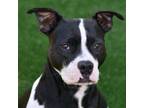 Adopt Molly a Boxer, Pit Bull Terrier