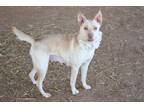 Adopt SHANNON a Carolina Dog, Mixed Breed