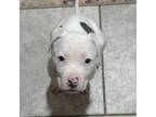 Adopt Kaya a Pit Bull Terrier
