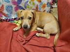 Adopt Tara a Dachshund, American Staffordshire Terrier