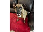 Adopt Skittles a Hound, Pit Bull Terrier
