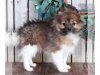 Pomeranian PUPPY FOR SALE ADN-572413 - Cali Pomeranian