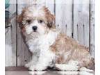 Shih-Poo PUPPY FOR SALE ADN-572573 - Misty Cute Shihpoo