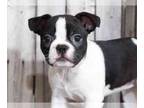 Faux Frenchbo Bulldog PUPPY FOR SALE ADN-572723 - Jupiter French Bulldog Boston