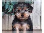 Yorkshire Terrier PUPPY FOR SALE ADN-572738 - Jericho Yorkie
