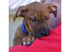 Adopt Boba Fett a Coonhound