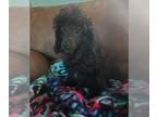 Poodle (Toy) PUPPY FOR SALE ADN-572344 - Adorable lil girl