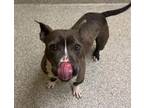 Adopt Flapjack a American Staffordshire Terrier