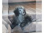 Poodle (Toy) PUPPY FOR SALE ADN-572345 - Bundles of cuddles
