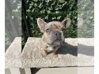 French Bulldog PUPPY FOR SALE ADN-572724 - French Bulldog