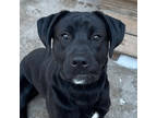 Adopt Bo a Cane Corso, Labrador Retriever