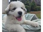 Great Pyrenees PUPPY FOR SALE ADN-572338 - Great Pyrenees Puppies