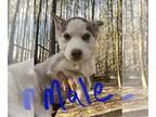 Siberian Husky PUPPY FOR SALE ADN-572757 - Siberian Husky Puppies
