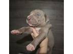 Great Dane Puppy for sale in Edinburg, TX, USA