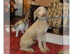 Poodle (Standard) PUPPY FOR SALE ADN-572841 - Akc Full Embark For sale or trade