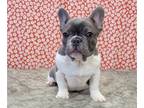 French Bulldog PUPPY FOR SALE ADN-572414 - French Bulldog Puppy AKC