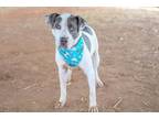 Adopt HAROLD a American Staffordshire Terrier