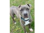 Adopt 2303-0392 Marco a Pit Bull Terrier