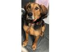 Adopt Rem a Coonhound, Mixed Breed