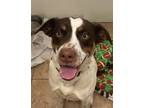 Adopt Lincoln a German Shorthaired Pointer