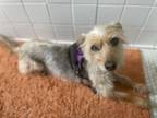 Adopt Rocco a Yorkshire Terrier