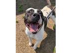 Adopt Nubs a Pit Bull Terrier