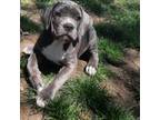 Cane Corso Puppy for sale in Framingham, MA, USA