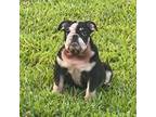 Bulldog Puppy for sale in New Smyrna Beach, FL, USA