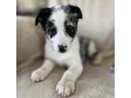 Adopt Lincoln a White - with Tan, Yellow or Fawn Mixed Breed (Medium) / Mixed