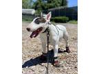 Adopt Chico a White Bull Terrier / Mixed dog in San Jose, CA (36696070)