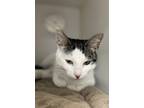 Adopt Beverley a Domestic Shorthair / Mixed cat in Topeka, KS (37609817)