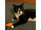 Adopt Jade a Domestic Shorthair / Mixed (short coat) cat in Brainardsville