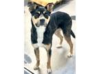 Adopt Winston a Black Australian Shepherd / Boxer / Mixed dog in Roseville