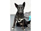 Adopt Dolly Parton a Black Shepherd (Unknown Type) / Mixed dog in Roseville