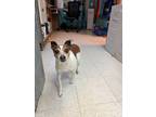 Adopt Azalea a White Jack Russell Terrier / Mixed dog in Scottsbluff