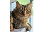 Adopt Grey a Brown Tabby Maine Coon (medium coat) cat in Greenville