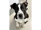 Adopt Spongebob a Black American Pit Bull Terrier / Mixed dog in Roseville